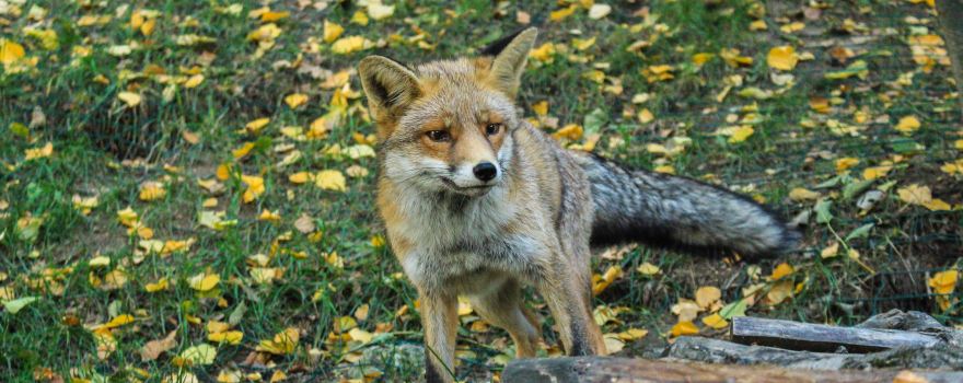Parc Animalier d'Introd