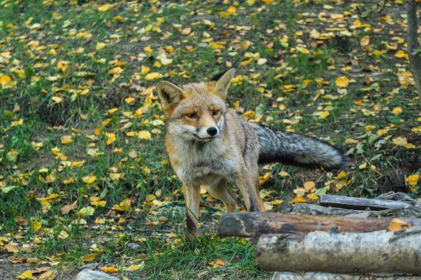 Parc Animalier d'Introd