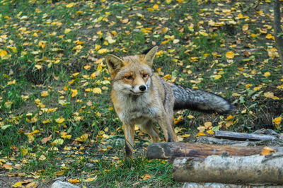 Parc Animalier d'Introd