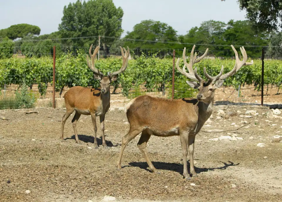 4_Bodegas Arzuaga Navarro