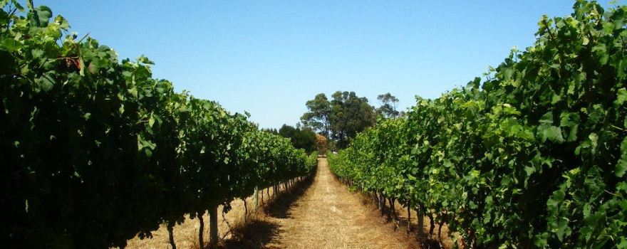 Mcleod Creek Wines