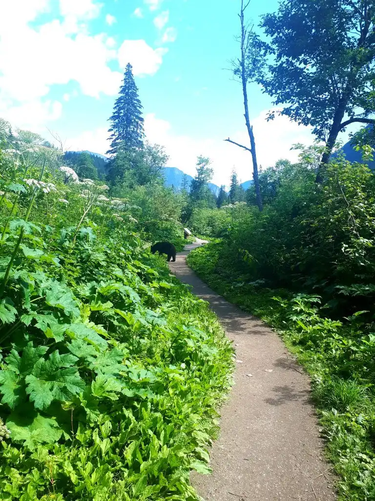Hotels near Skunk Cabbage Boardwalk