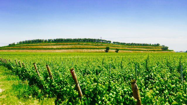Azienda Agricola Monte del Fra