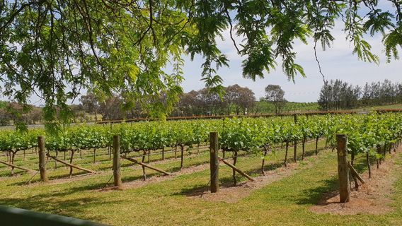 Orange Mountain Estate wines