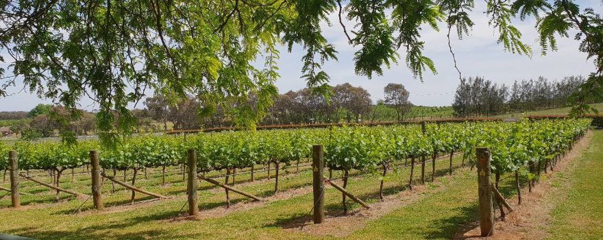 Orange Mountain Estate wines