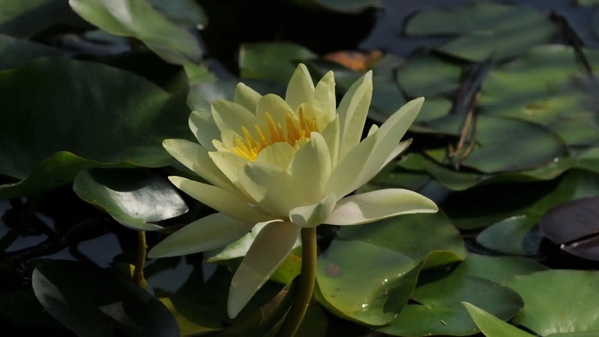 Hotels near Botanical Garden