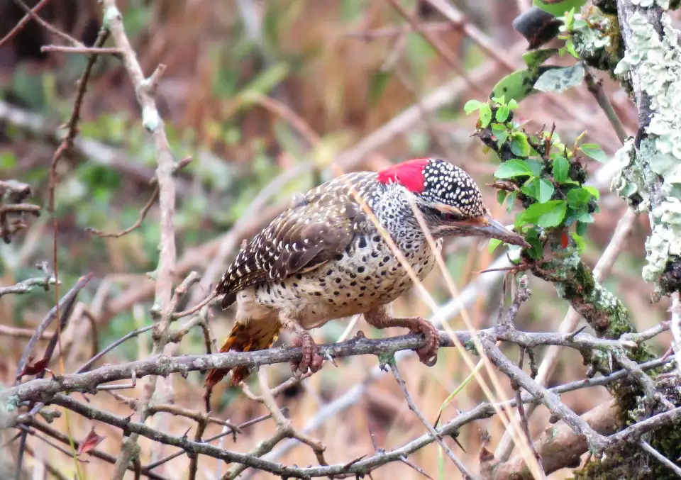 3_Johnnie Uganda Safaris