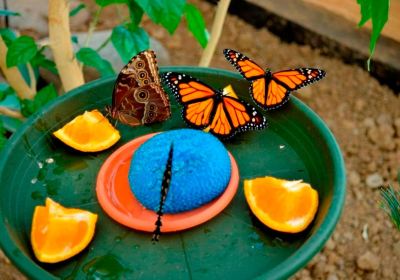 Butterfly House