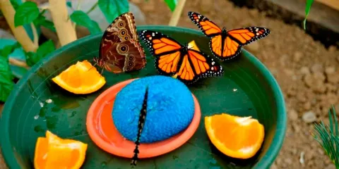 Butterfly House Praid