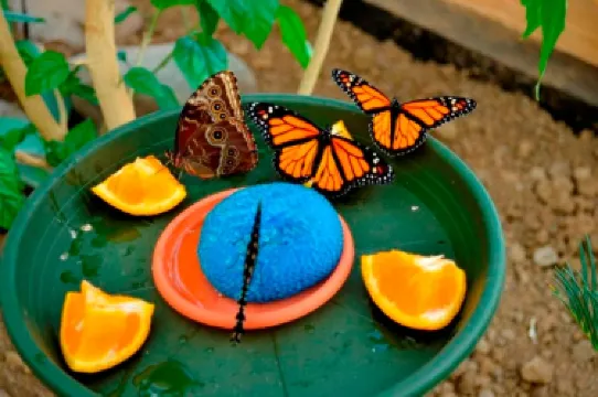 Butterfly House