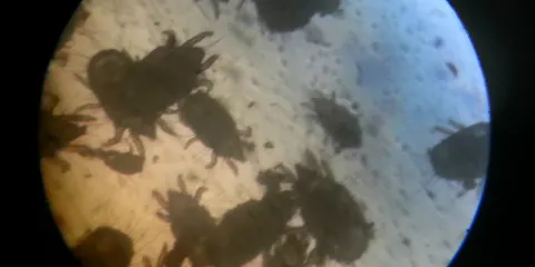 Wurchwitzer Milbenkase Manufaktur