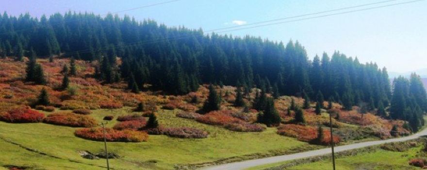 Yavuzkemal Belediyesi