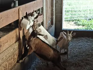 Les chèvres qui dansent