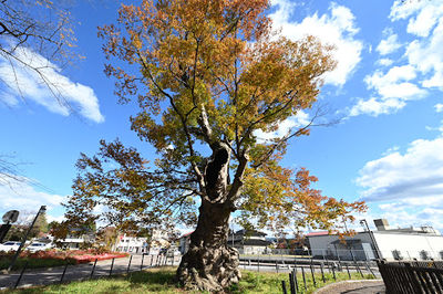 Tanagura Castle Ruins
