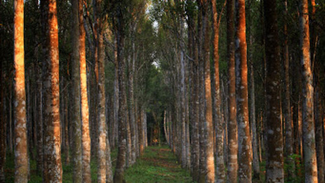 Balai Desa Suka Maju