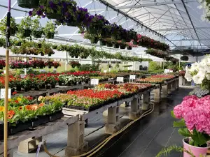 Walton's Greenhouse Amory