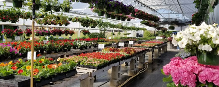 Walton's Greenhouse Amory