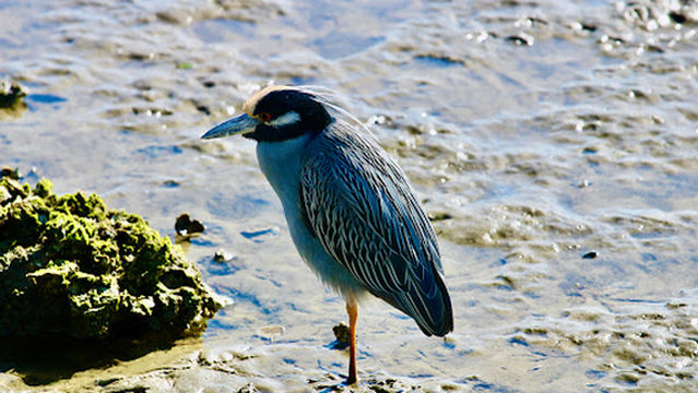 Courtney Campbell Causeway Beach