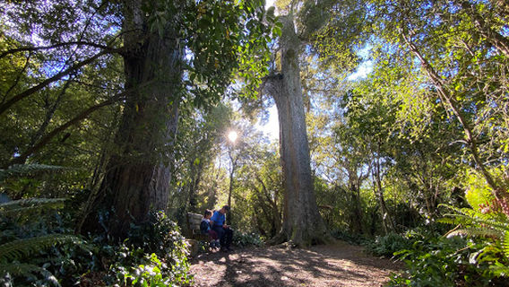 Big Tree Walk at Peel Forest