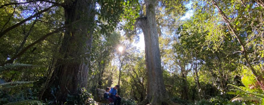 Big Tree Walk at Peel Forest
