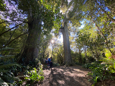 Big Tree Walk at Peel Forest