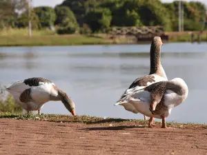 Freedom Park