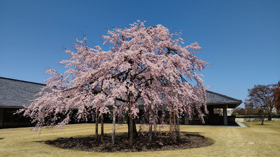 Toyama