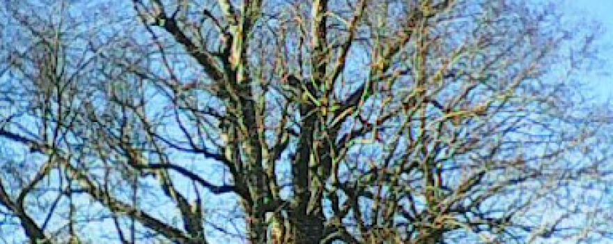 Arbre de la Croix
