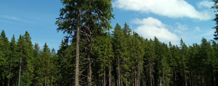 Baráková - Chov A Prodej Akvarijních Ryb