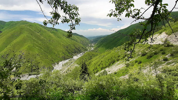 Есикское Лесничество