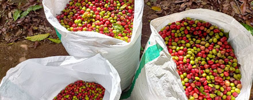Kebun Black Coffee Pagaralam (Padang alai)