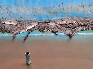 Cocodrilario tecoman