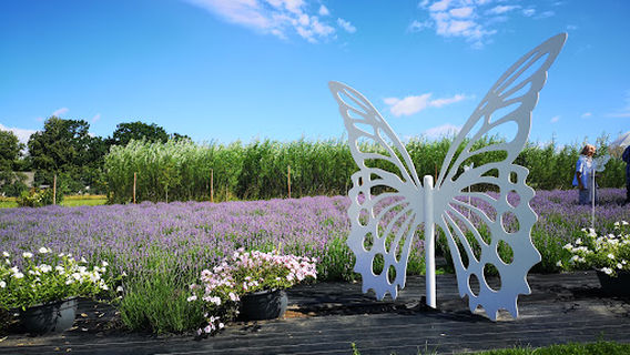 Palejas, "Lavandulejas", Tīnūžu pagasts