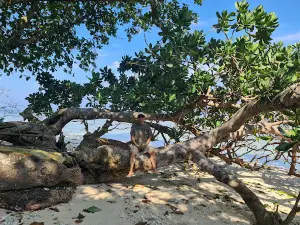 Pantai krui