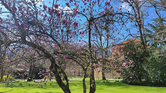 Парк Ортенау