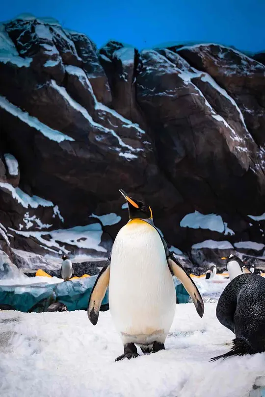 5_SeaWorld® Yas Island