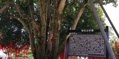 桂花王