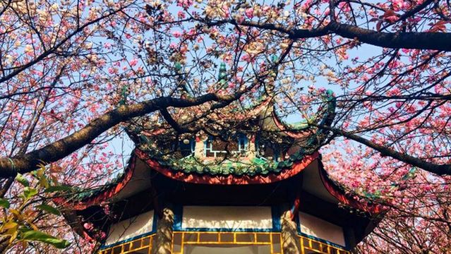 Hunan University of Science and Technology - Cherry Blossom Garden