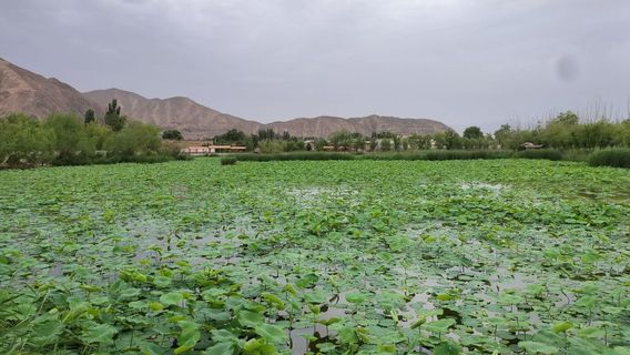 Lanzhou Qingcheng Ancient Town Lotus Fairy Pond
