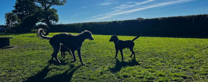 The Dogs Paddocks Market Drayton