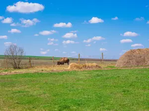 Природный заповедник "Еланецкая степь"