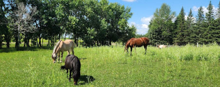 The FunSize Farmyard