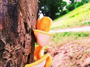 Public Inter College's playground.