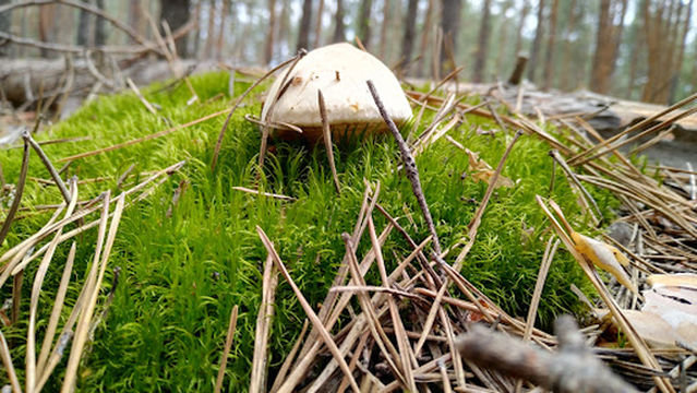 Pyamyatnik Prirody Dub Velkan