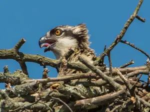 Heckscher State Park