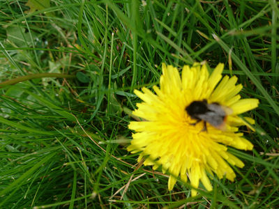 Alvaston Park