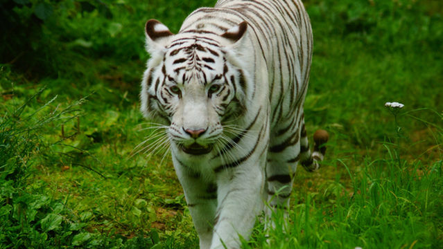 ZooParc de Tregomeur