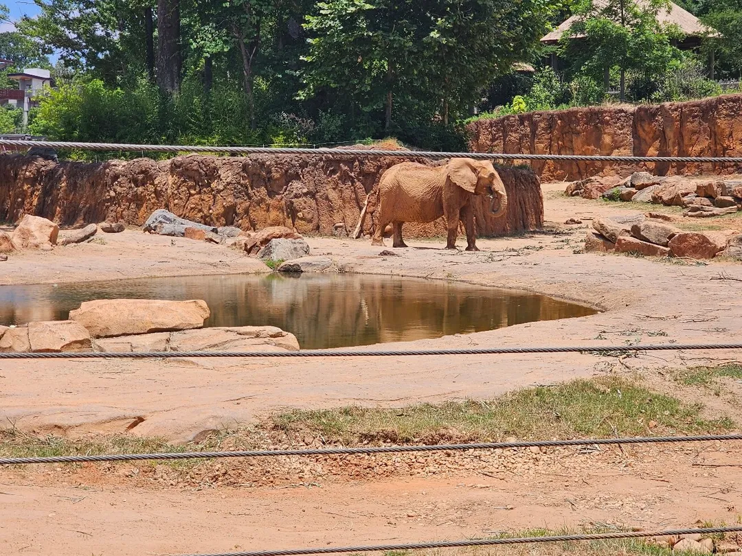 4_Zoo Atlanta