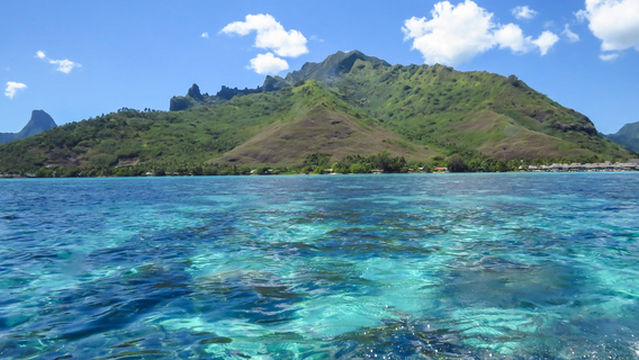 Dr. Poole's Dolphin & Whale Eco Tours