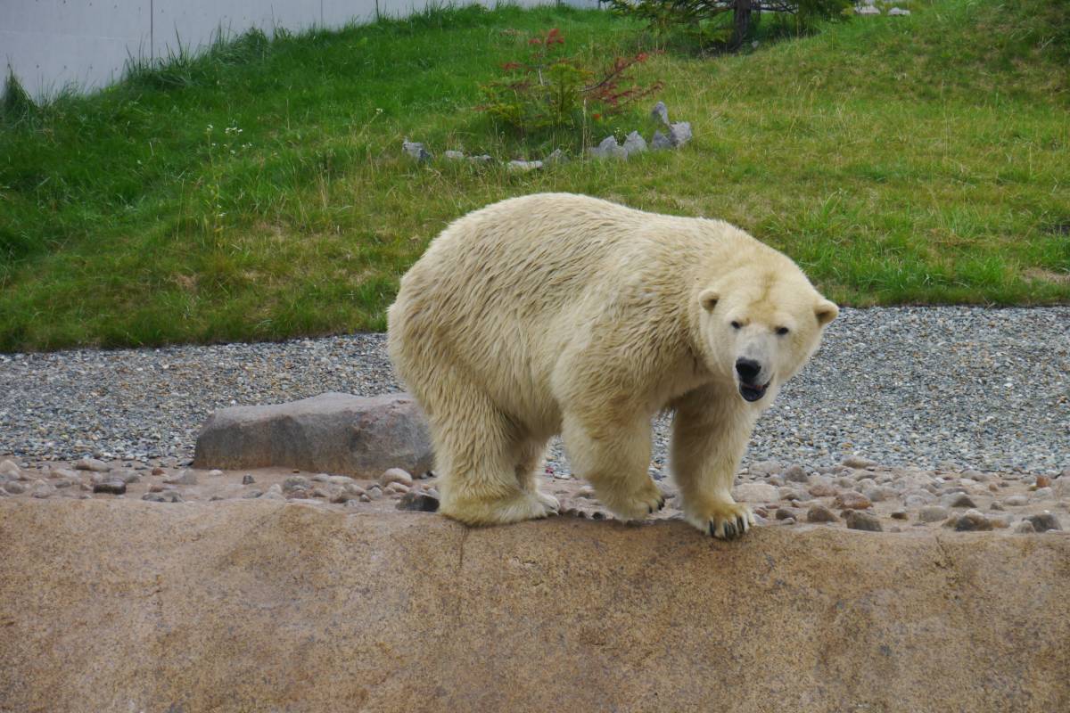 札幌市圓山動物園